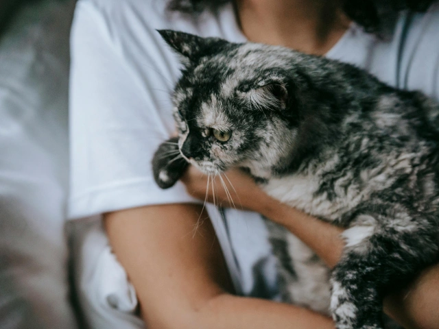 Cremation for the domestic animals and pets